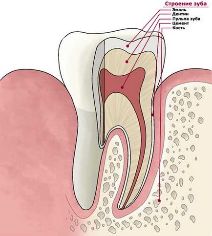 Pulpitul dintelui ce este, simptomele și tratamentul pulpitei (foto)