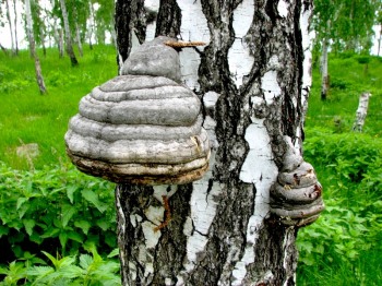 Рак кишечника лікування народними засобами - 11 способів!