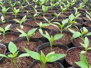 Розсада перцю в домашніх умовах вирощування з насіння, яку тару краще взяти, як зробити саджанці