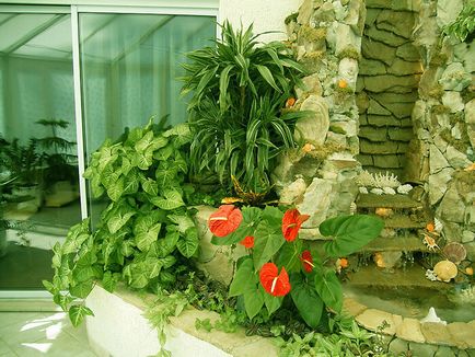 Plante în interiorul casei tale