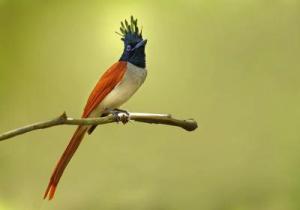 Paradise Flycatcher 1