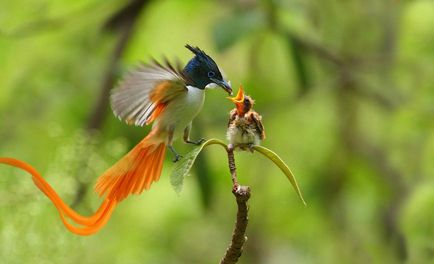 Райська мухоловка - пташка з короною на голові