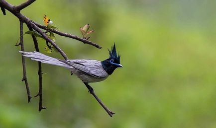 Paradise flytrap - pasăre cu coroană pe cap