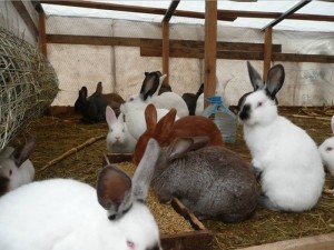 Розведення кроликів в ямі в домашніх умовах відео та відгуки