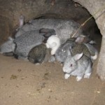 Розведення кроликів в ямі в домашніх умовах відео та відгуки