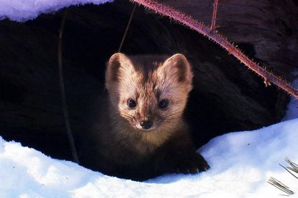 Sable условия на отглеждане в домашни видео