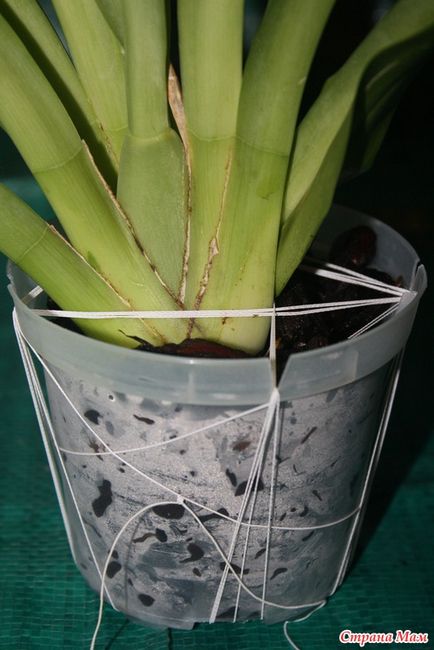 Resuscitarea miltoniei (orhidee) - țara-mamă