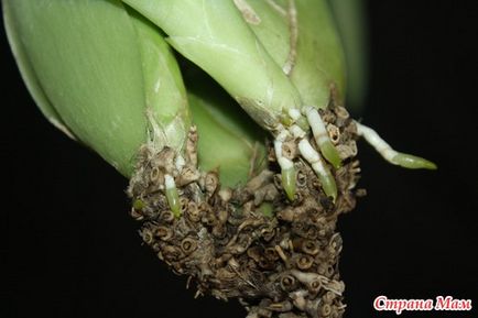 Resuscitarea miltoniei (orhidee) - țara-mamă