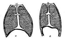 Регуляція дихання - дихальна система людини, її особливості