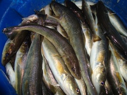 Pescuitul pe teritoriul Primorye este gratuit