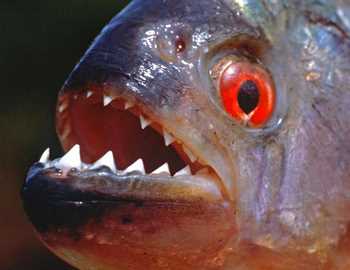 Peștele piranha atacă oamenii din Argentina, în fălcile animalelor