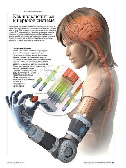 Роботизовані протези будуть підключати прямо до нервової системи, тільки кращі огляди інтернету