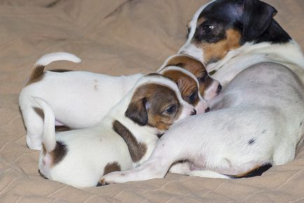 Nașterea în Jack Russell Terrier