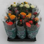 Roses egy bankot az ablak (törpe rózsa) Roses egy bankot az ablakot