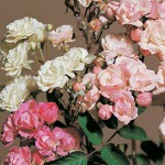 Roses egy bankot az ablakot (rózsa egy bankban) Roses egy bankot az ablakot