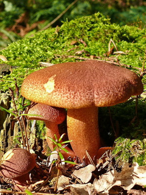 Tricholomopsis rutilans (vörösödés), fényképek, videók és leírása a különbségek és hasonlóságok más gombákból