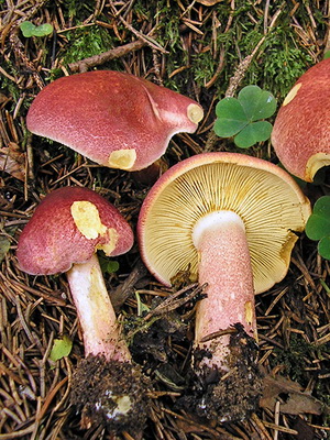 Tricholomopsis rutilans (vörösödés), fényképek, videók és leírása a különbségek és hasonlóságok más gombákból