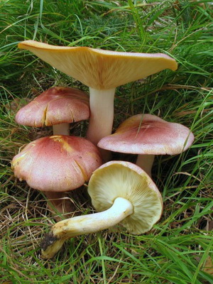 Tricholomopsis rutilans (vörösödés), fényképek, videók és leírása a különbségek és hasonlóságok más gombákból