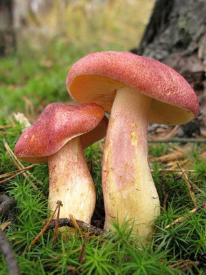 Рядовка жовто-червона (червоніюча) фото, відео і опис, подібності та відмінності від інших грибів