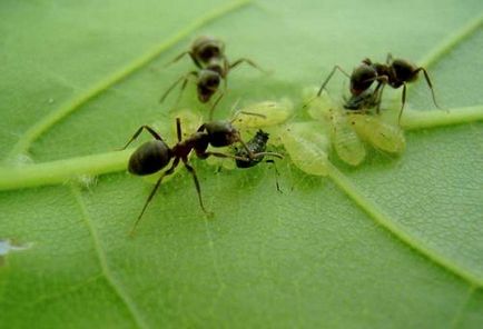 Садові мурашки шкоду і користь, користь і шкода