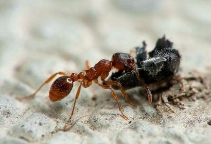 Садові мурашки шкоду і користь, користь і шкода