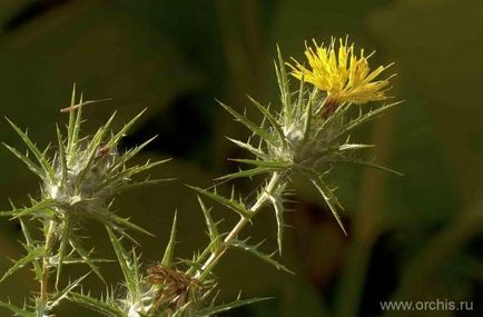 Șofrănel (carthamus) plantare și îngrijire, reproducere, dăunători, fotografie