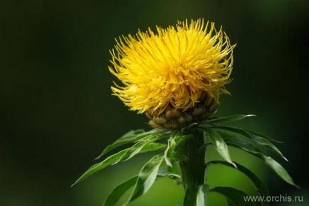 Șofrănel (carthamus) plantare și îngrijire, reproducere, dăunători, fotografie