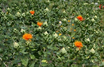 Șofrănel (carthamus) plantare și îngrijire, reproducere, dăunători, fotografie