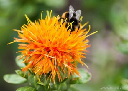 Șofrănel (carthamus) plantare și îngrijire, reproducere, dăunători, fotografie