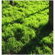 Насіння газонних трав в Максатиха - ціни, фото, відгуки, купити насіння газонних трав оптом або в