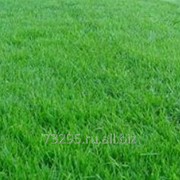Насіння газонних трав в Максатиха - ціни, фото, відгуки, купити насіння газонних трав оптом або в