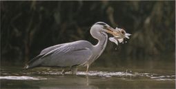 Gray Heron (Bird)