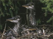 Gray Heron (Bird)