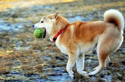 Shiba Inu leírás, karakter, ellátás, képzés, betegség, fotók