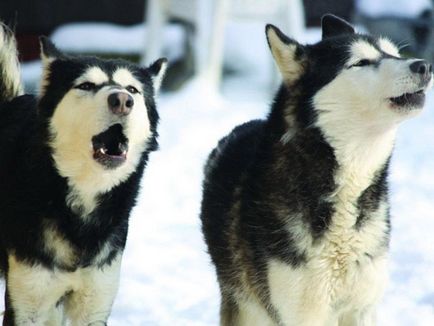 Siberian Husky - câine pentru săniuș