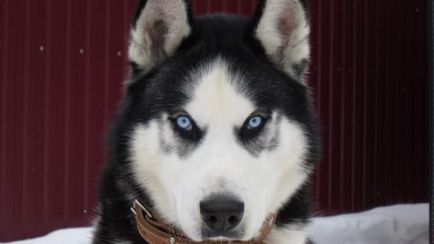 Siberian Husky - câine pentru săniuș