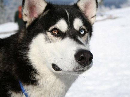 Siberian Husky - câine pentru săniuș