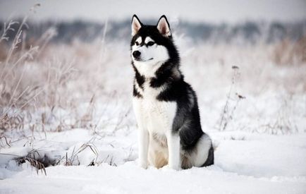 Siberian Husky - câine pentru săniuș