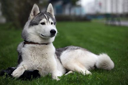 Сибірський хаскі - собака для упряжки