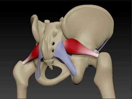 Piriformis szindróma és annak okai