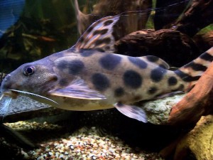 Synodontis harcsa fajok és tartalmi kérdések