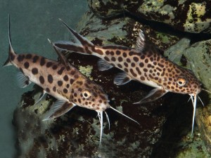 Synodontis harcsa fajok és tartalmi kérdések