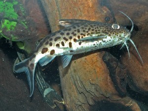 Synodontis harcsa fajok és tartalmi kérdések