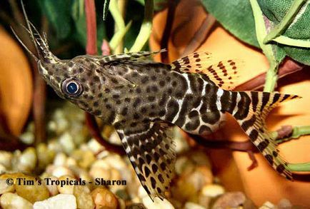 Sinodontis (sinodohtis) - pește de acvariu, faunei sălbatice pe - bun este!
