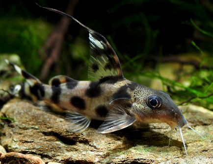 Синодонтис (synodohtis) - акваріумні рибки, тваринний світ на - добро є!