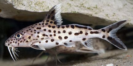 Sinodontis (sinodohtis) - pește de acvariu, faunei sălbatice pe - bun este!