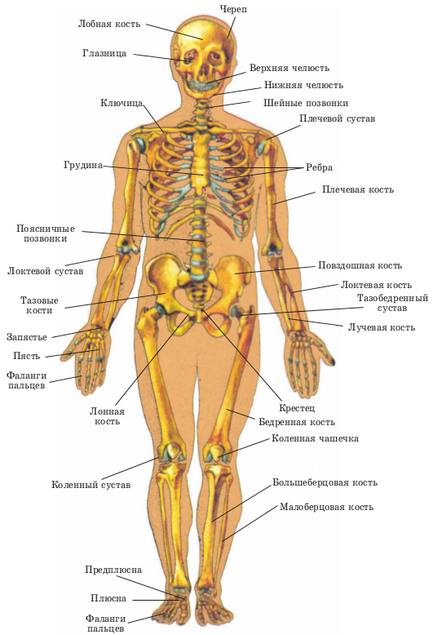 Скелет людини, біологія