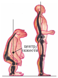 Schelet uman, biologie