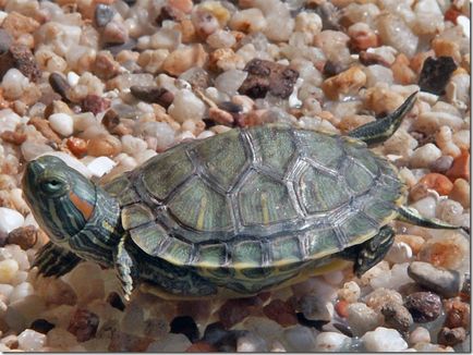 Conținutul țestoaselor - fabricarea și vânzarea de acvariu în Vladivostok