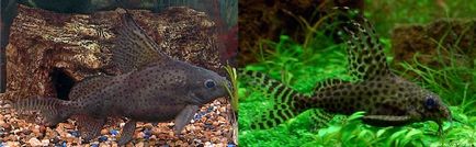 Som synodontis eupterus (synodontis eupterus)